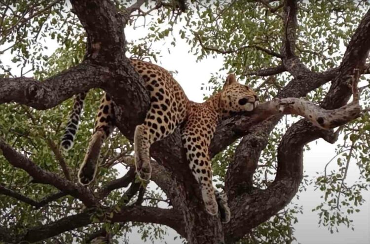 木にまたがって爆睡しているヒョウ。すっかり脱力してくつろいでいるその寝顔をご覧ください【海外・動画】