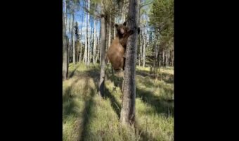 距離を取ってクマのことを撮影していたら、クマが近付いてきた！逃げても追いかけてくるクマが至近距離まで迫ったその時！！【海外・動画】