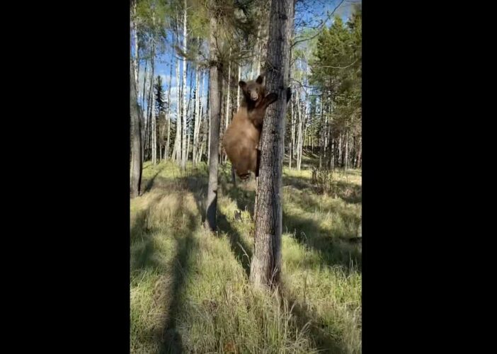 距離を取ってクマのことを撮影していたら、クマが近付いてきた！逃げても追いかけてくるクマが至近距離まで迫ったその時！！【海外・動画】