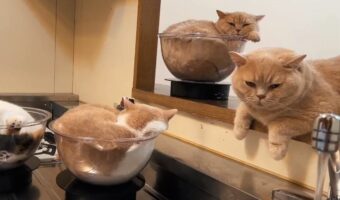 洗い物してる横でもベランダでも、ゆるやかにくるくるまわる愛猫たちがかわいすぎる！