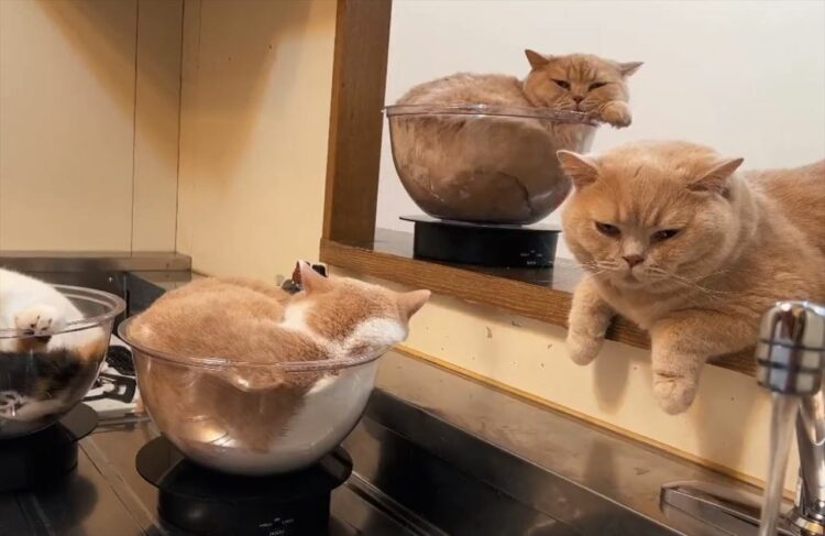 洗い物してる横でもベランダでも、ゆるやかにくるくるまわる愛猫たちがかわいすぎる！