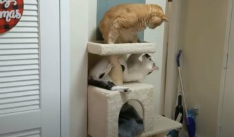 仲良くキャットタワーでくつろいでいたと思ったのに・・。愛猫たちが、突如激しい戦いをはじめました!!