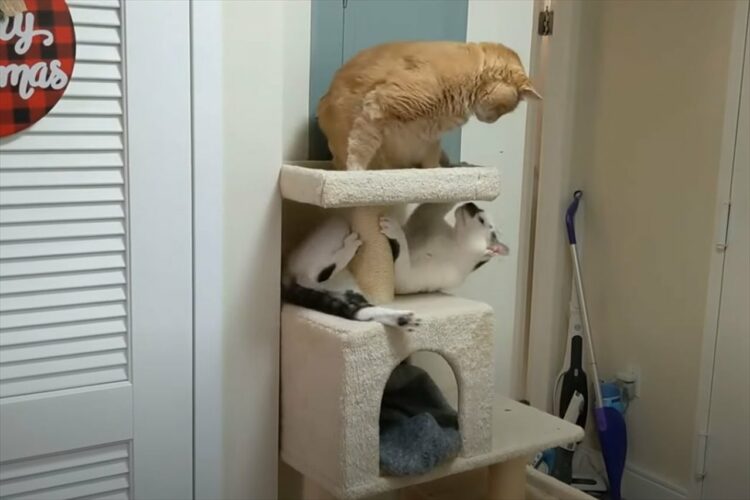 仲良くキャットタワーでくつろいでいたと思ったのに・・。愛猫たちが、突如激しい戦いをはじめました！！