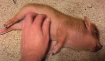 至福のひととき。飼い主さんにお腹のマッサージをしてもらう子ブタは、すっかり夢見心地になっているようです【アメリカ・動画】