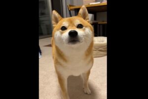 超ツンデレ犬「ピィピィ鳴いて近寄るくせに撫でるのはNG」。求めていたことが違った！？超ツンデレな柴犬がかわいらしい！