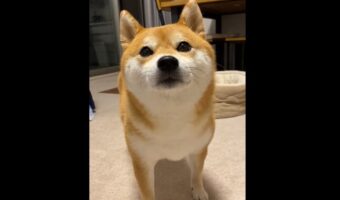 超ツンデレ犬「ピィピィ鳴いて近寄るくせに撫でるのはNG」。求めていたことが違った！？超ツンデレな柴犬がかわいらしい！