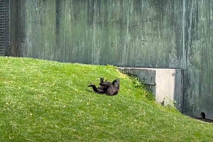 転がりながら移動していくゴリラの子供。ゴロンゴロンと楽しそうに坂を下っていきます【海外・動画】