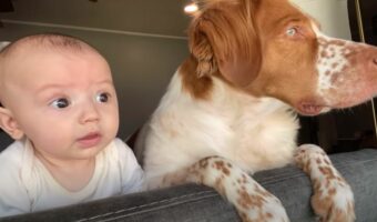 窓から外を眺める赤ちゃんと愛犬。通り過ぎる車を頭を動かして見つめるその動きは、見事にシンクロしていました【アメリカ・動画】