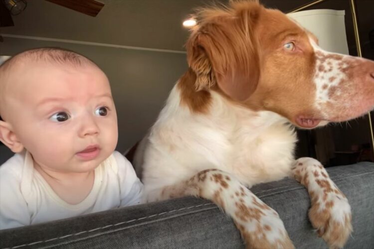 窓から外を眺める赤ちゃんと愛犬。通り過ぎる車を頭を動かして見つめるその動きは、見事にシンクロしていました【アメリカ・動画】