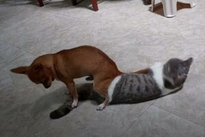 「座らせてほしいワン！」だけどその犬が座ろうとしていたのは・・、床に横になっている同居猫の上だったのです！・・お友達はイスじゃないよ