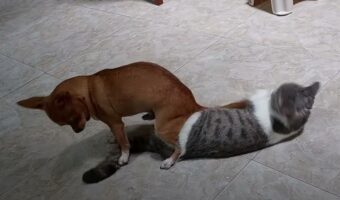 「座らせてほしいワン！」だけどその犬が座ろうとしていたのは・・、床に横になっている同居猫の上だったのです！・・お友達はイスじゃないよ