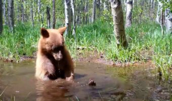 一体どこから持ってきたの！？お風呂に浸かるように池に入ってきたクマ。遊ぶために池から出したそのオモチャにビックリ！！【アメリカ・動画】
