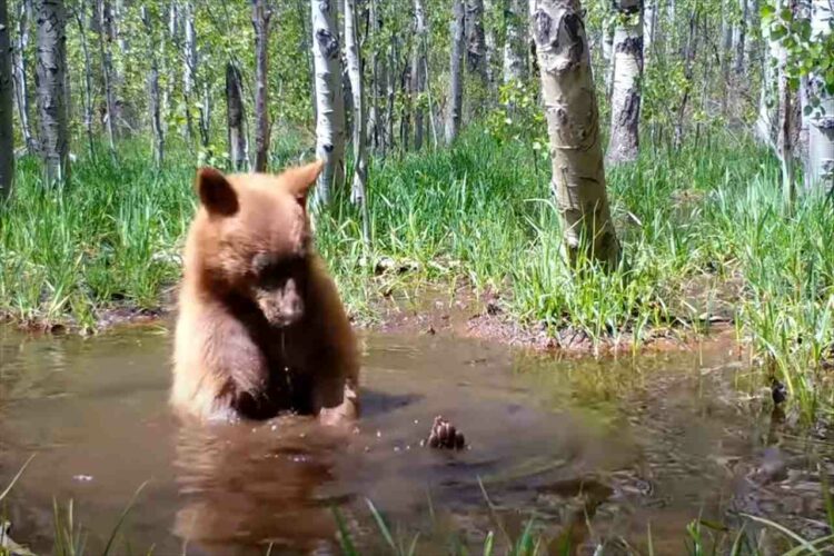 一体どこから持ってきたの！？お風呂に浸かるように池に入ってきたクマ。遊ぶために池から出したそのオモチャにビックリ！！【アメリカ・動画】