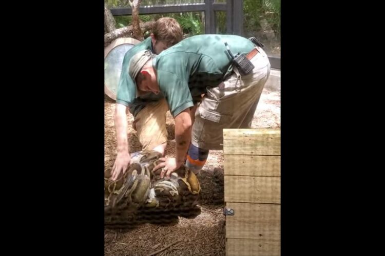 さすがプロ！大蛇が飼育員の足に絡まって緊急事態？そんな状況でも飼育員さんは冷静な上にお客さんに解説もしていました！
