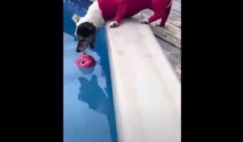 プールに浮かんでいるオモチャが取れそうで取れない・・・。そこで犬が最終的にとった手段とは！？