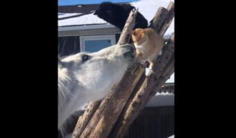 猫は体の大きな馬を見て怖気づいている？フレンドリーな馬が猫と仲良くしようと顔を寄せるのですが、猫はというと・・【海外・動画】