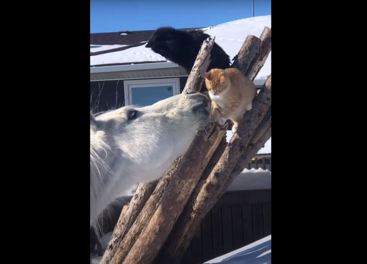 猫は体の大きな馬を見て怖気づいている？フレンドリーな馬が猫と仲良くしようと顔を寄せるのですが、猫はというと・・【海外・動画】