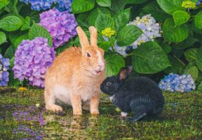 紫陽花の楽園で語り合う2羽のウサギに心が和んだ。「ウサギの島」として知られる『大久野島』で撮影