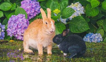 紫陽花の楽園で語り合う2羽のウサギに心が和んだ。「ウサギの島」として知られる『大久野島』で撮影
