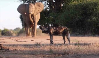 子供を絶対守りたいゾウ。そのためなら、子供より小柄なリカオンが相手だろうと油断はしません!!【海外・動画】
