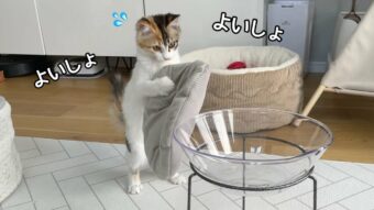お気に入りのクッションをどうしてもベッドに入れたくて、二足歩行を始めちゃった子猫が話題に！