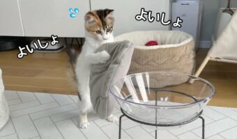 お気に入りのクッションをどうしてもベッドに入れたくて、二足歩行を始めちゃった子猫が話題に!