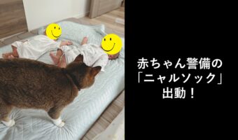 お家の安全を守る!赤ちゃんを警備する「ニャルソック」が可愛すぎる!