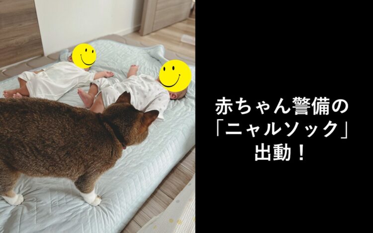 お家の安全を守る！赤ちゃんを警備する「ニャルソック」が可愛すぎる！