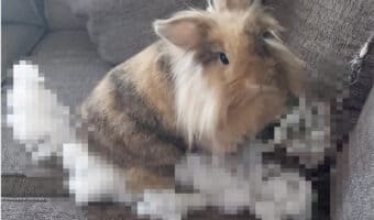 ソファでとんでもないイタズラにはげむウサギ。「何をしているの?」と声をかけられると・・、慌てた様子でその場を後にしました【海外・動画】