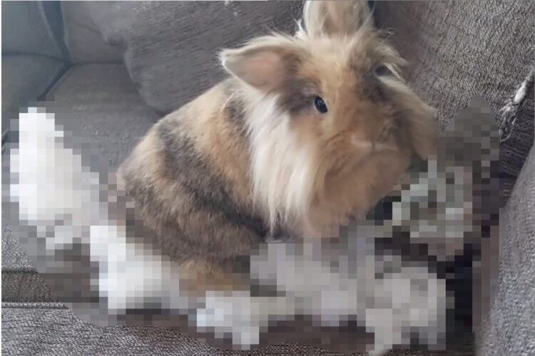 ソファでとんでもないイタズラにはげむウサギ。「何をしているの？」と声をかけられると・・、慌てた様子でその場を後にしました【海外・動画】