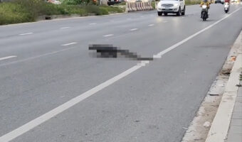 我が物顔で交通量の多い道路を横断するのは体の大きな『ある生き物』。行き交う車を停車させ道路をどんどん進んでいくのは・・【海外・動画】