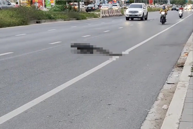 我が物顔で交通量の多い道路を横断するのは体の大きな『ある生き物』。行き交う車を停車させ道路をどんどん進んでいくのは・・【海外・動画】