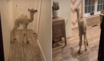 アメリカって『この動物』をペットにできるんだ・・。家の中を自由に移動していた赤ちゃんというには大きいその動物とは?!【アメリカ・動画】