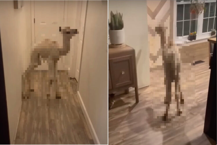 アメリカって『この動物』をペットにできるんだ・・。家の中を自由に移動していた赤ちゃんというには大きいその動物とは？！【アメリカ・動画】