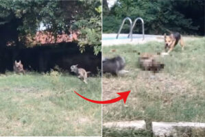 おいかけっこをしていた犬たち。全速力で走っていたためか、追いかけられていた犬が足を滑らせてしまったと思ったら・・！！【アメリカ・動画】