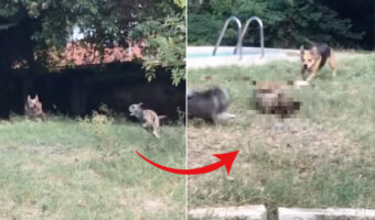 おいかけっこをしていた犬たち。全速力で走っていたためか、追いかけられていた犬が足を滑らせてしまったと思ったら・・!!【アメリカ・動画】