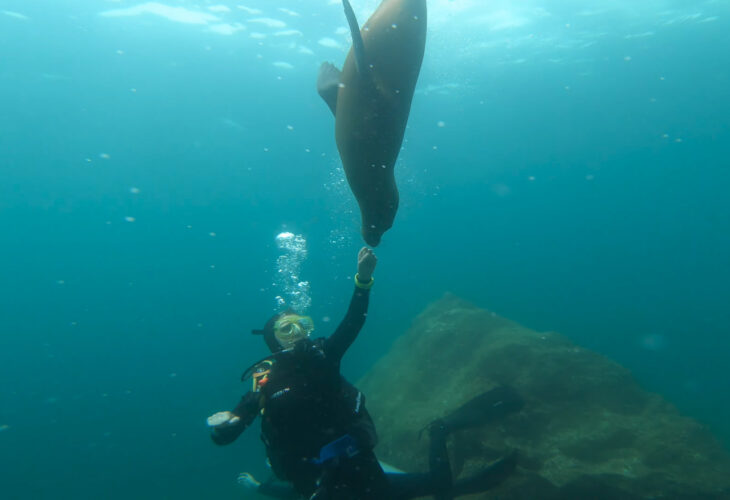このアシカ、さすがに人懐っこ過ぎるのでは！？ダイバーさんがメキシコの海で出会ったアシカは急接近してきたかと思うと・・！！【海外・動画】