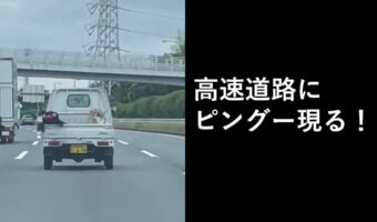高速道路走行中の軽トラの荷台でパタパタしているピングーが発見される!これはかわいすぎる