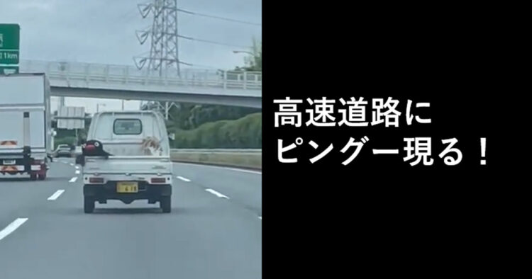 高速道路走行中の軽トラの荷台でパタパタしているピングーが発見される！これはかわいすぎる