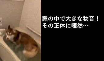 家の中で大きな物音が！見に行った結果、その音の正体は勝手にお風呂に入っちゃったハスキーだった！