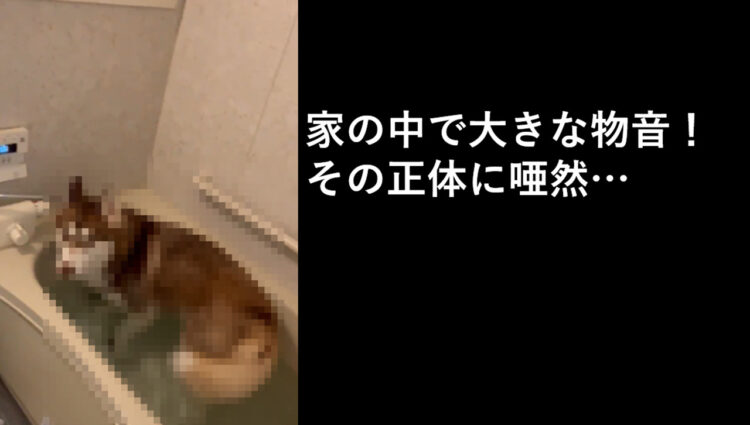 家の中で大きな物音が！見に行った結果、その音の正体は勝手にお風呂に入っちゃったハスキーだった！