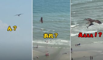 これはビビった!巨大な鳥が巨大な魚をつかんで飛行する驚きの光景を目撃