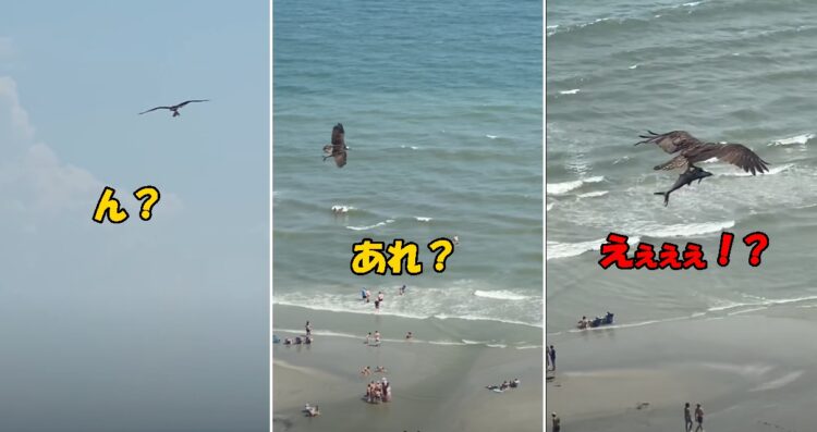 これはビビった！巨大な鳥が巨大な魚をつかんで飛行する驚きの光景を目撃