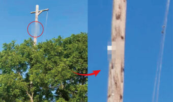 高い電柱を必死によじ登る『ある生き物』その正体が意外過ぎる！！！【海外・動画】