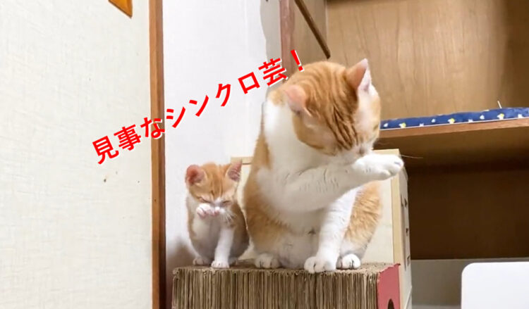 まるでコピー！ぴったりと動きが揃った「シンクロ猫」が可愛い！