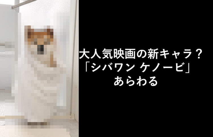 「フォースが共にあらんことを」Twitterに現れたジェダイ？”シバワンケノービ”が可愛すぎる！