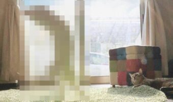 「うちの猫、ヨガを始めたみたいです」ツッコミどころ満載のポーズをとる猫が話題に！