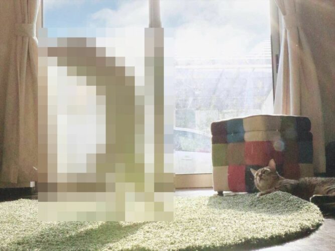 「うちの猫、ヨガを始めたみたいです」ツッコミどころ満載のポーズをとる猫が話題に！