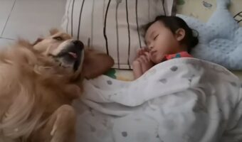 昼寝している幼い女の子の隣に寄り添うようにしてゴロゴロしているゴールデンリトリバー。ふたりはとても仲良しさんのようです!!【海外・動画】