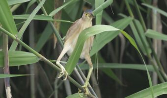 【面白い鳥】ガニ股と伸びる首!夏になると見られる鳥『ヨシゴイ』の写真を見てほしい!